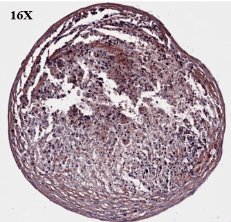 Non-Clinical: Biological Studies