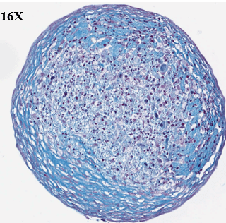 Non-Clinical: Biological Studies